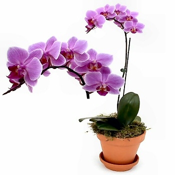 Floresnaweb -   Orquídea Príncipe, da espécie Phalaenopsis  