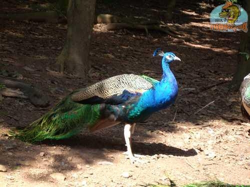 Pavão Azul