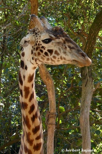 Girafa