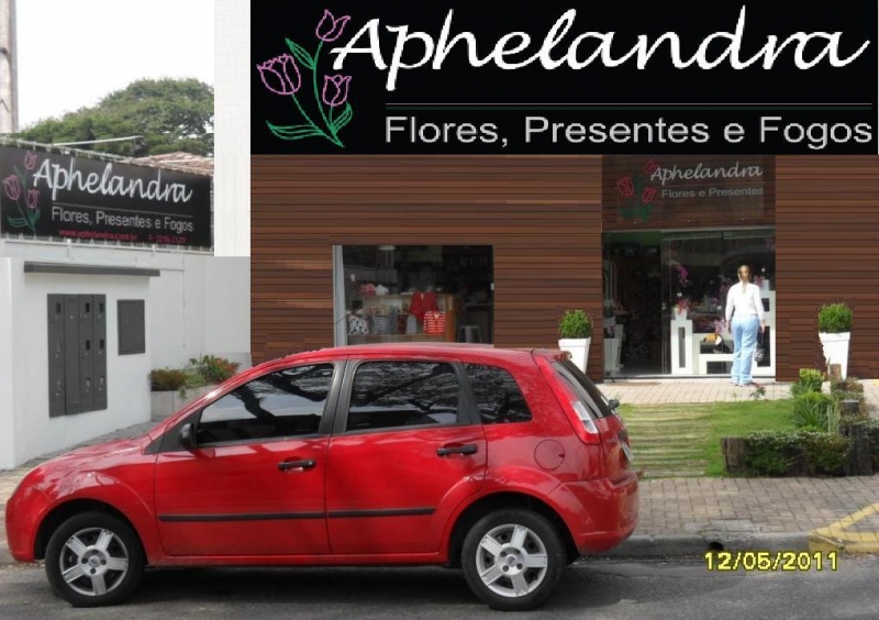 APHELANDRA FLORES PRESENTES E FOGOS