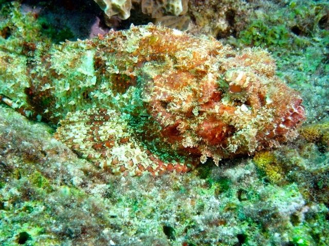 Dive Sul em Bonaire 2011