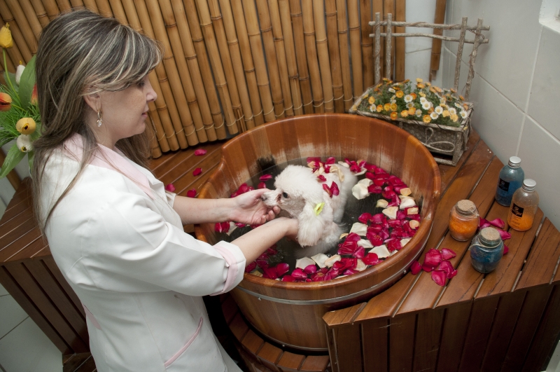 Banho relaxante no ofurô da Clínica Veterinária Boa Esperança