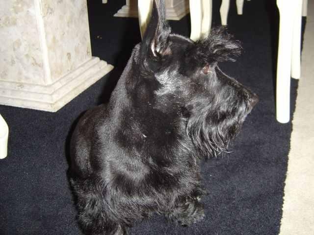 Filhotes, Scottish Terrier, Yorkshire, Sealyham, Cesky Terrier