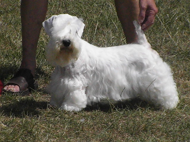 Filhotes, Scottish Terrier, Yorkshire, Sealyham, Cesky Terrier