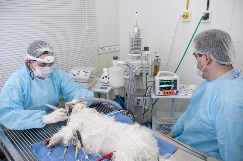 Tratamento Periodontal com monitoramento e anestesia inalatria.