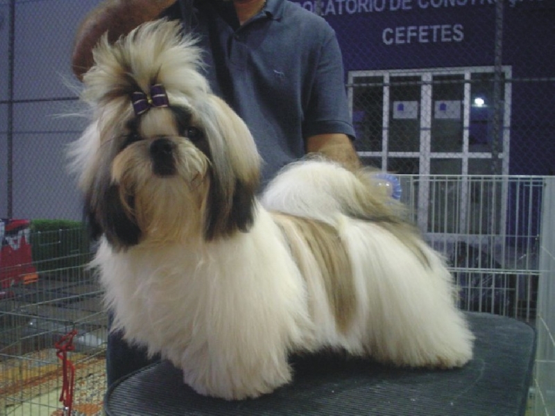 shih-tzu adulto - campeão