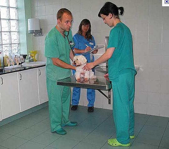Hospital Veterinário Sta Inês-Os Melhores Profissionais