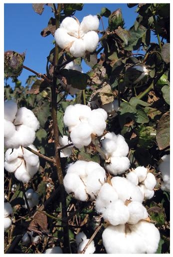Agricultura - Imgens plantio algodão