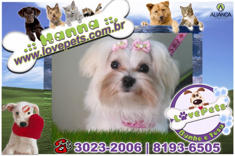 Love Pets Pet Shop Banho e Tosa Rio Claro