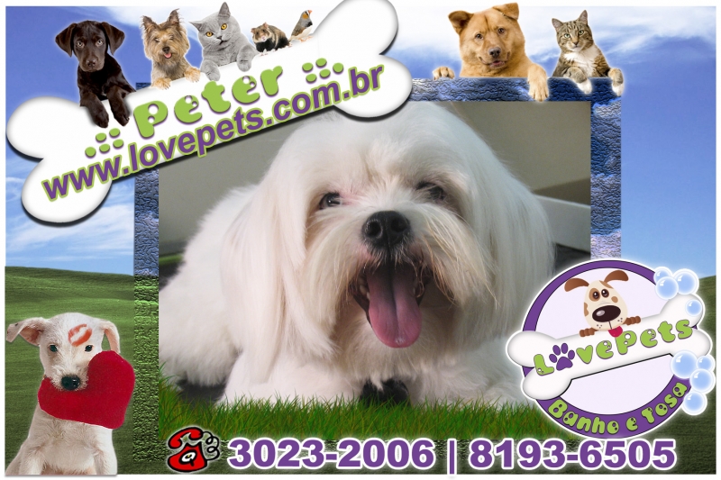 Love Pets Pet Shop Banho e Tosa Rio Claro