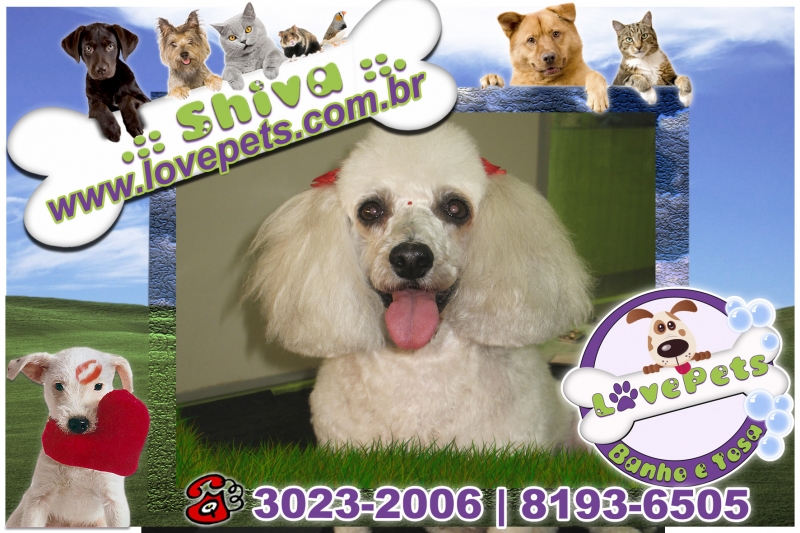 Love Pets Pet Shop Banho e Tosa Rio Claro