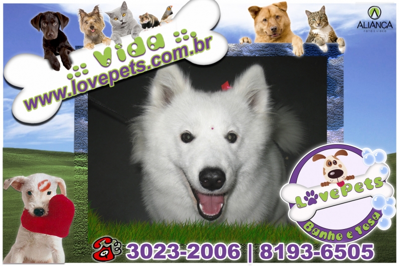 Love Pets Pet Shop Banho e Tosa Rio Claro