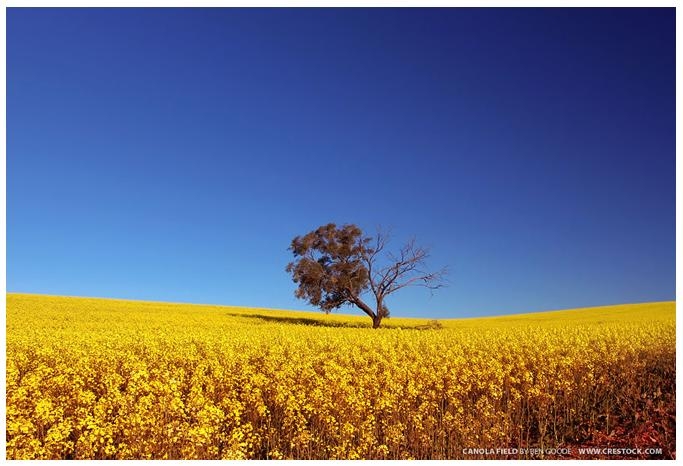 Agricultura - Imgens plantio