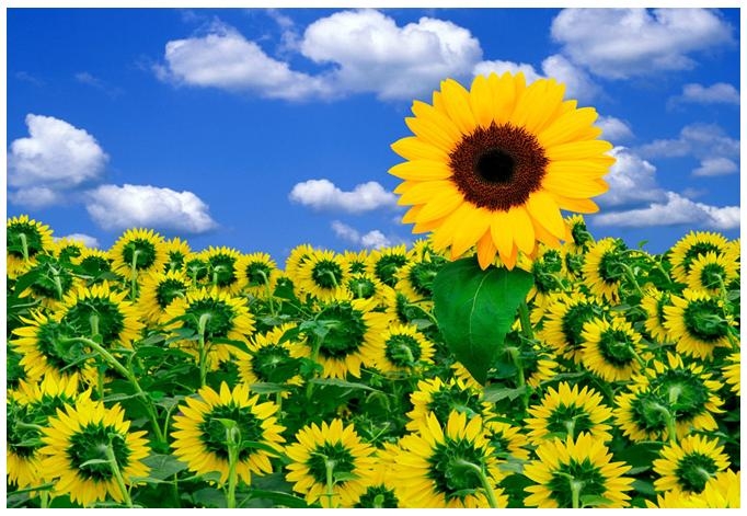 Campo de girasol