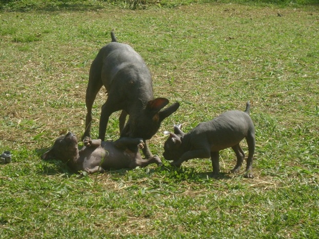 PELADO MEXICANO (XOLOITZCUINTLE OU XOLO)  ENIGMTICO AMIGO