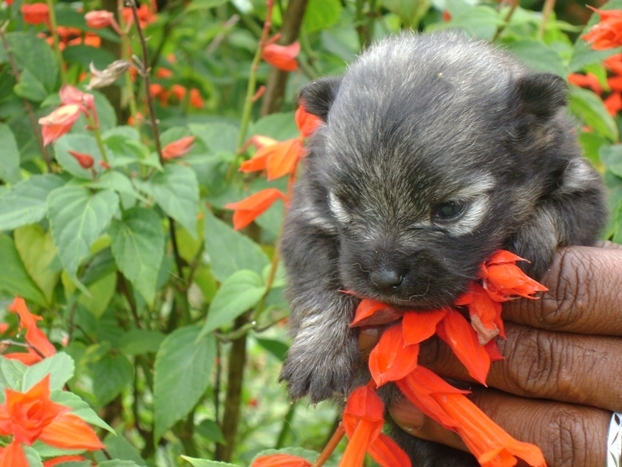 SPITZ ALEMO - POMERNIA - UM  SONORO POMPOM