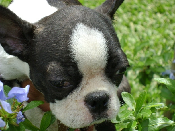 BOSTON TERRIER  UM ADORAVEL SALTITANTE