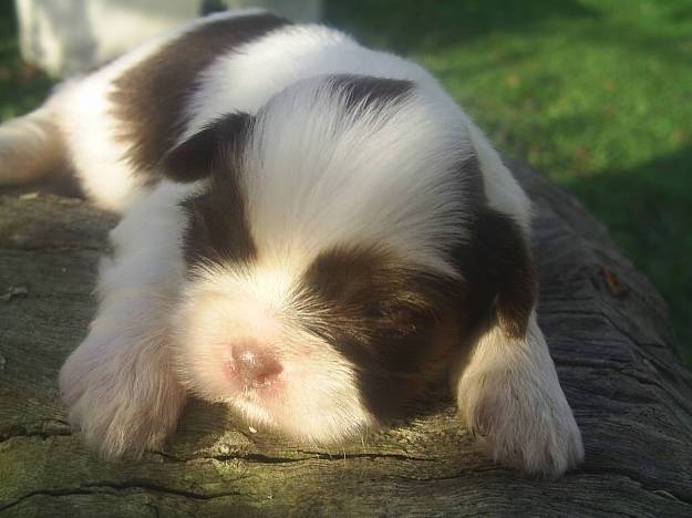 SHIH TZU  UM  ARROGANTE  DE  MENTIRINHA