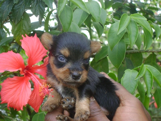 YORKSHIRE TERRIER - O PEQUENO TOP MODEL