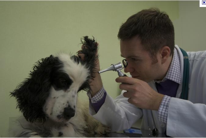 Clinica Veterinaria Fracao Ltda