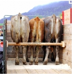Foto 4 transporte de animais - Trans Canarinho