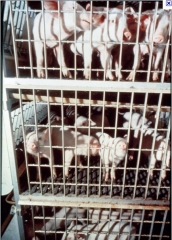 Foto 5 transporte de animais - Trans Canarinho