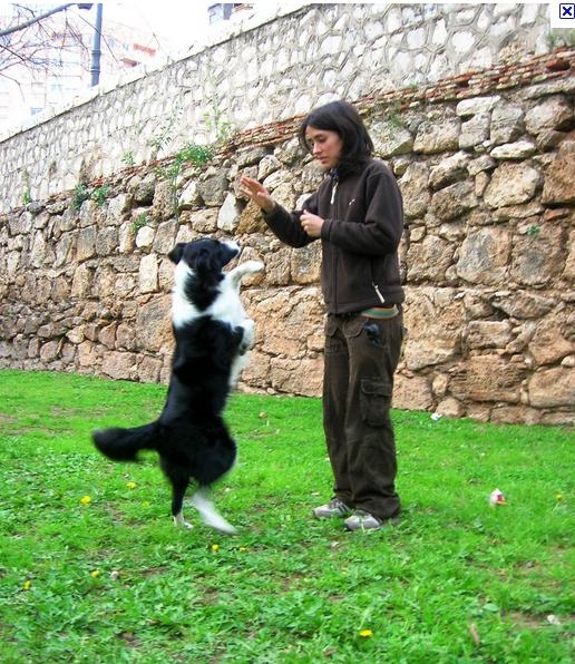 Rc Adestramento de Cães 