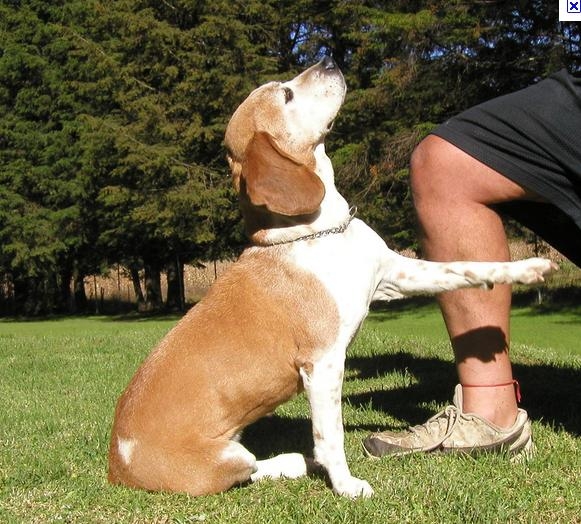 Rc Adestramento de Cães 