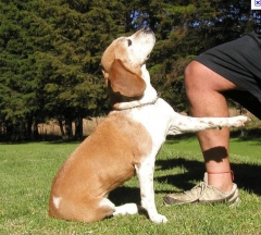 Foto 3 adestramento de cães no Pernambuco - Rc Adestramento de Cães