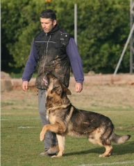 Foto 3 adestramento de cães no Amapá - Ricardo Nascimento Gomes