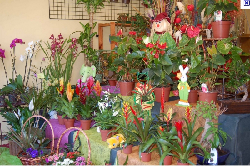 Floricultura Caran 