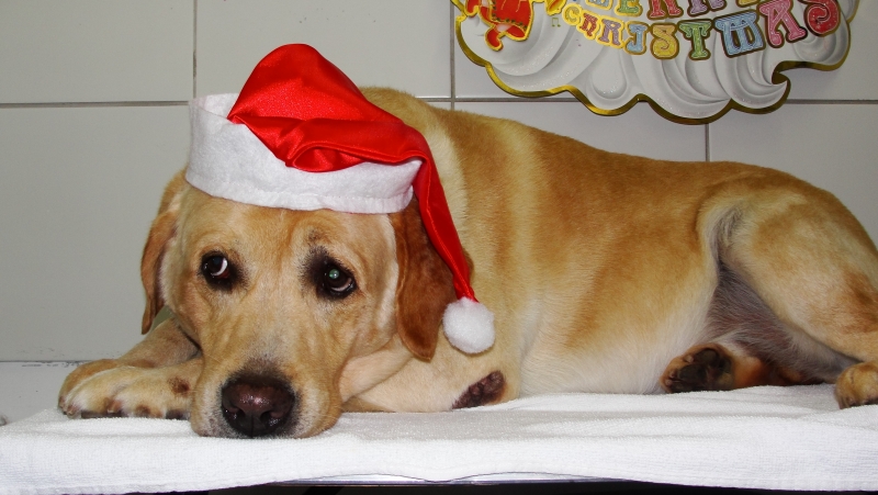 Amigos prontos para o Natal !!