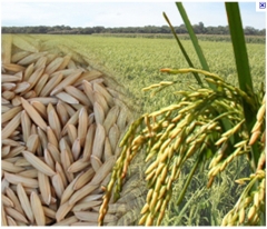 Foto 10 beneficiamento do arroz - Arroz Ligeiro