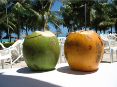 Foto 2 coco e subprodutos no Goiás - Free Coco