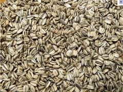 Germipasto indústria comércio importação e exportação de sementes ltda - foto 10