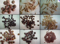 Germipasto indústria comércio importação e exportação de sementes ltda - foto 1