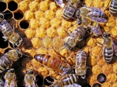 Foto 9 apicultura - Elilson Rocha de Oliveira