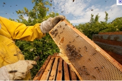 Foto 16 apicultura - Melnor Wenzel