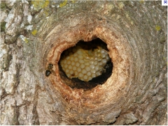 Foto 17 apicultura - Melnor Wenzel