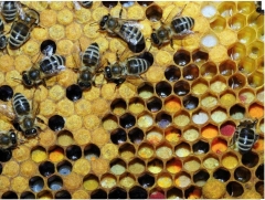 Foto 10 apicultura - Melnor Wenzel