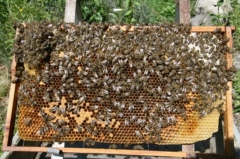 Foto 12 apicultura - Mel e Saúde - s Maysa i