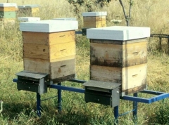 Foto 13 apicultura - Mel e Saúde - s Maysa i