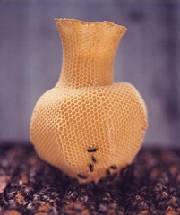 Foto 7 apicultura - Mel e Saúde - s Maysa i