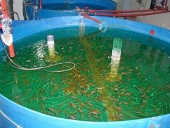 Foto 5 aqüicultura no Pernambuco - Camarave Empreendimentos