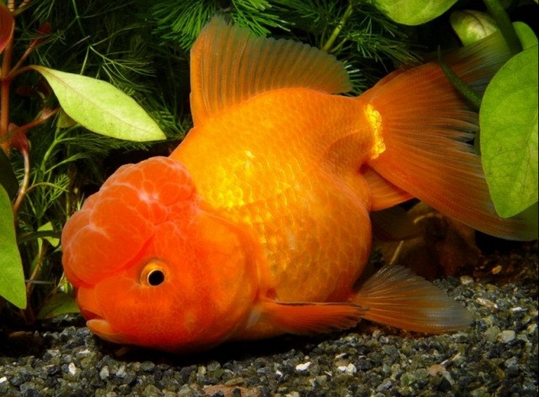 KINGUI ORANDA VERMELHO