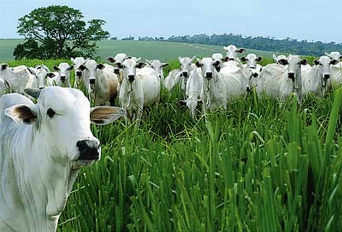 Fazenda Danielli 