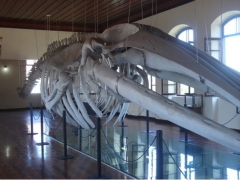 Esqueleto de uma baleia de 23 metros