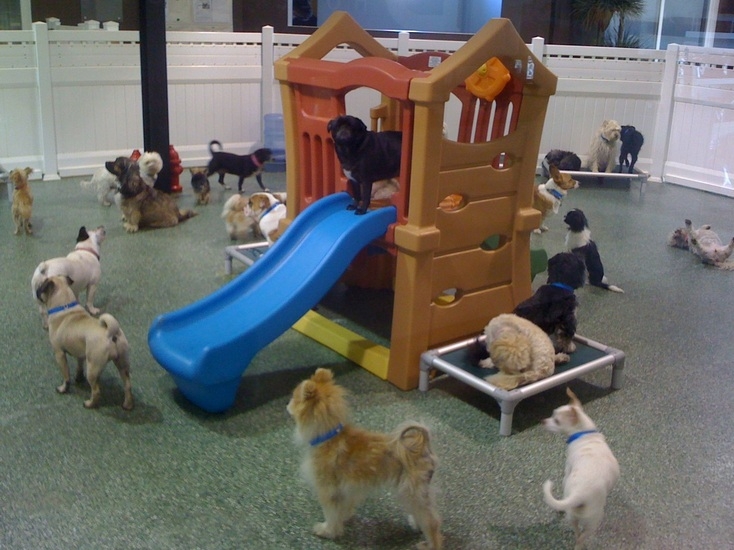 Dog's Plaza Spa Para Ces e Gatos 