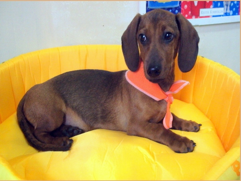 Dachshund 