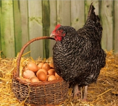 Foto 10 aves e ovos - Avícola só Frango